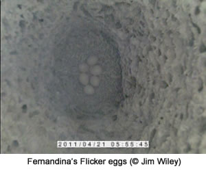 Fernandina's Flicker eggs